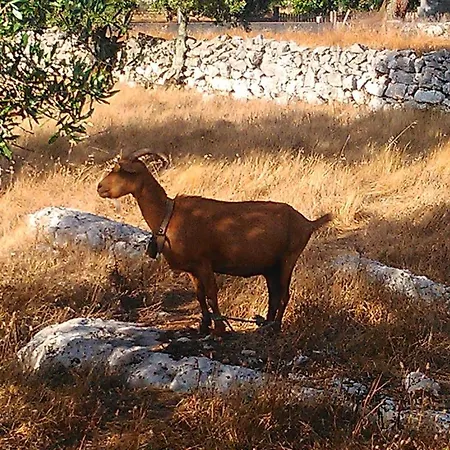 컨트리하우스 레티로 다 아보 리디아 - 투리스모 루럴