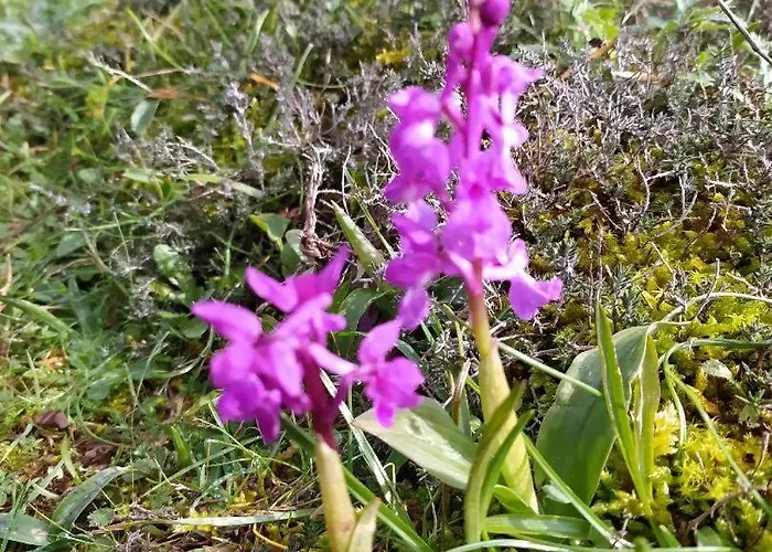 Retiro Da Avo Lidia -