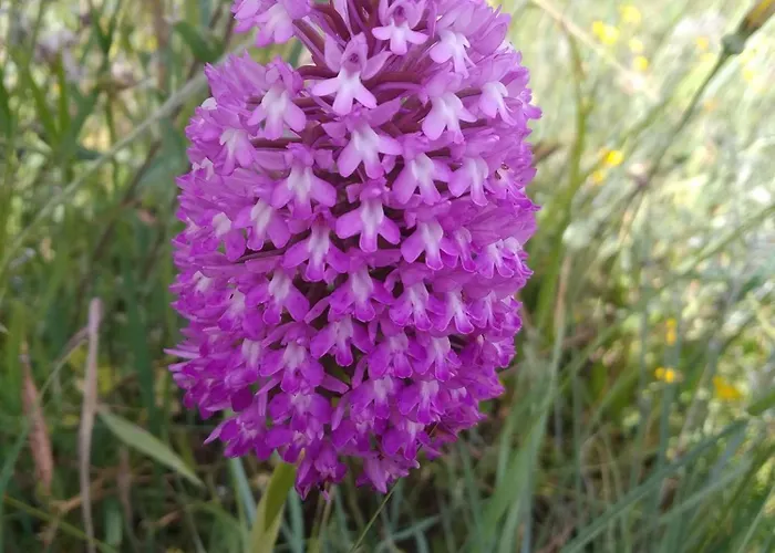 Retiro Da Avo Lidia - Casa di campagna